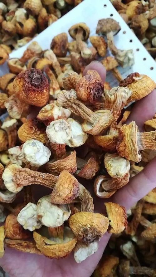 昌盛海味行 海產干貨批發與零售的一站式選擇