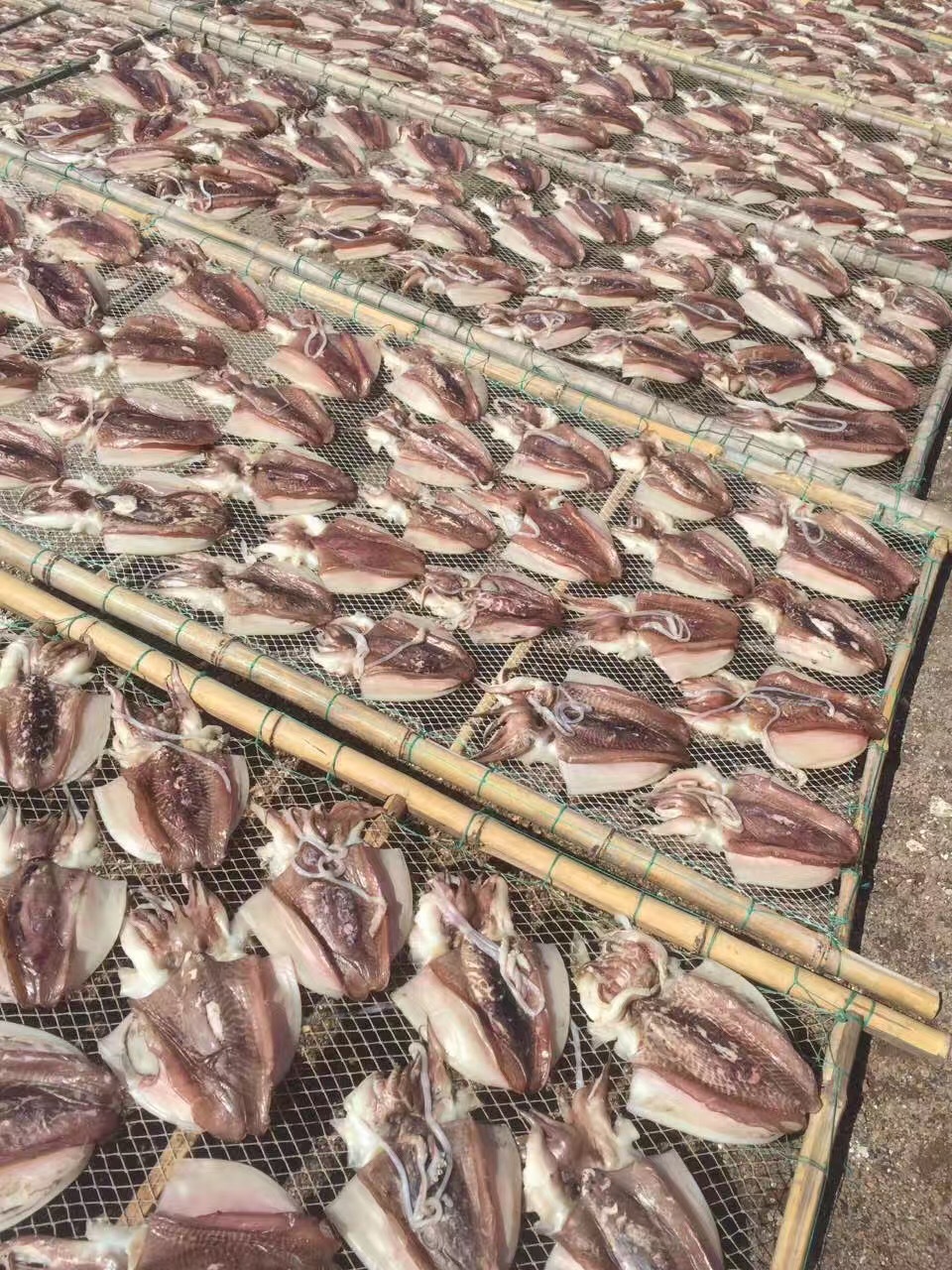 批發無頭魷魚干 優質海產干貨，500克海味干批發指南